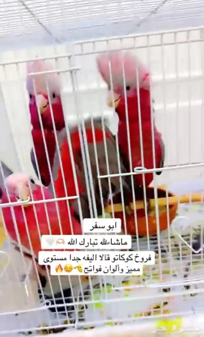 فروخ كوكاتو قالا مستوى مميز ألوان فواتح تم البيع 2