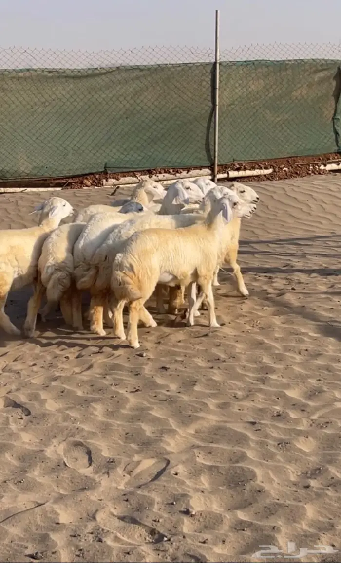 تم البيع رخال مقاني طيبات 3