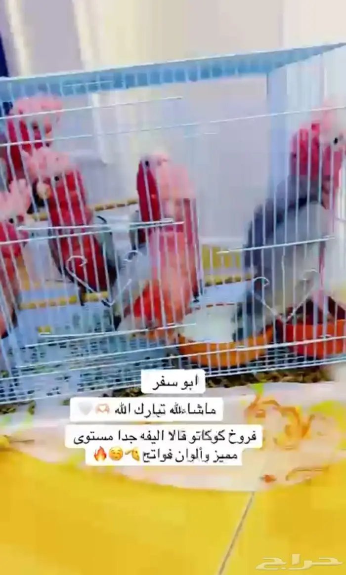 فروخ كوكاتو قالا مستوى مميز ألوان فواتح تم البيع 1