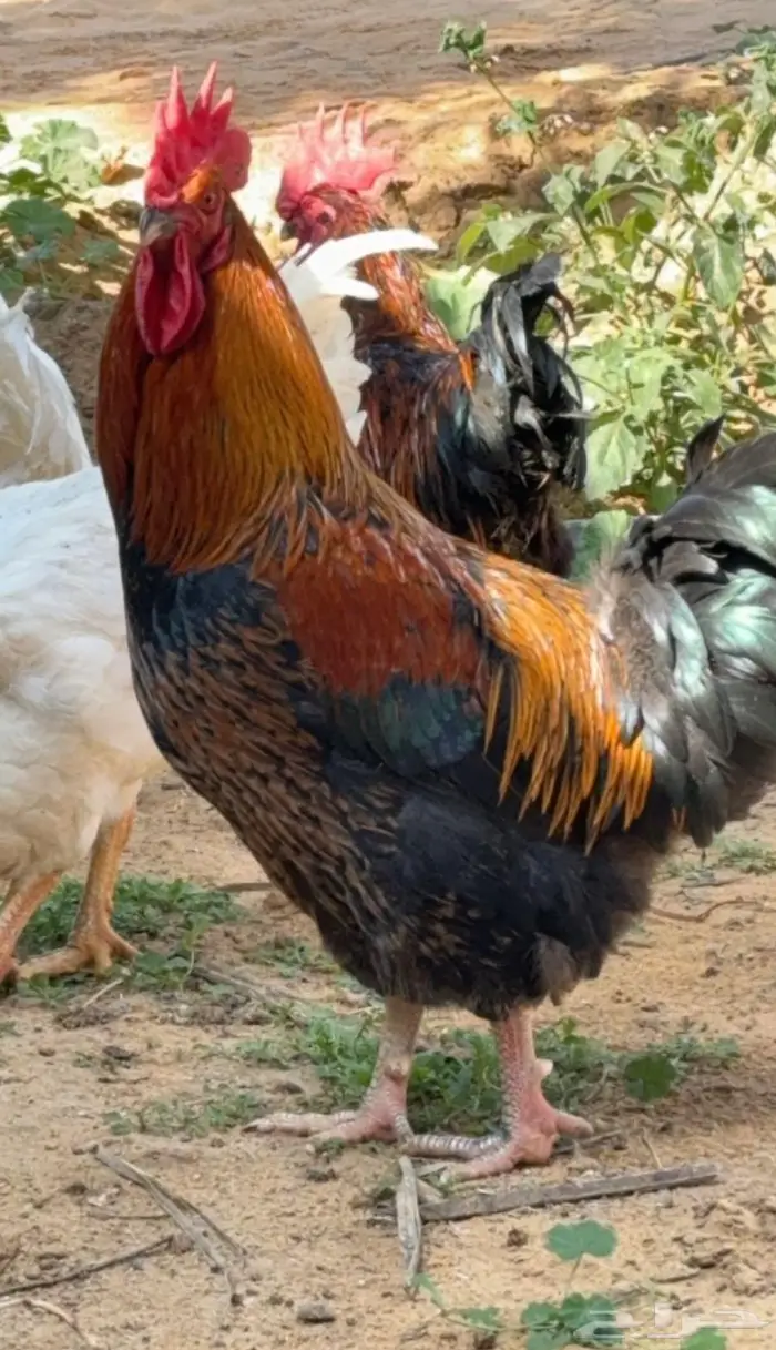 مطلوب ديك تركي 0