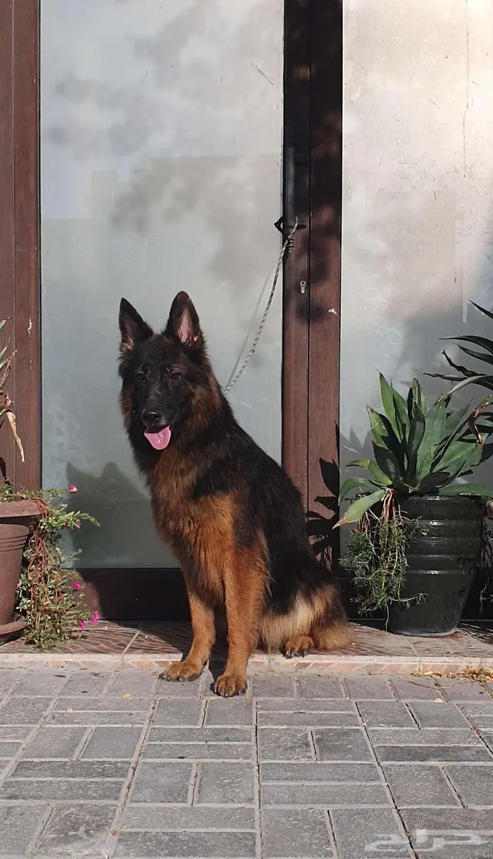 كلاب جيرمن شيبرد 10