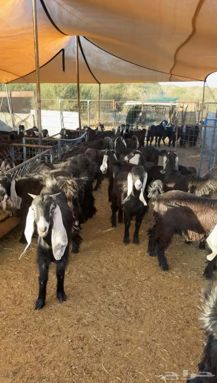 للبيع جفار عوارض إعمارها 7 شهور 2