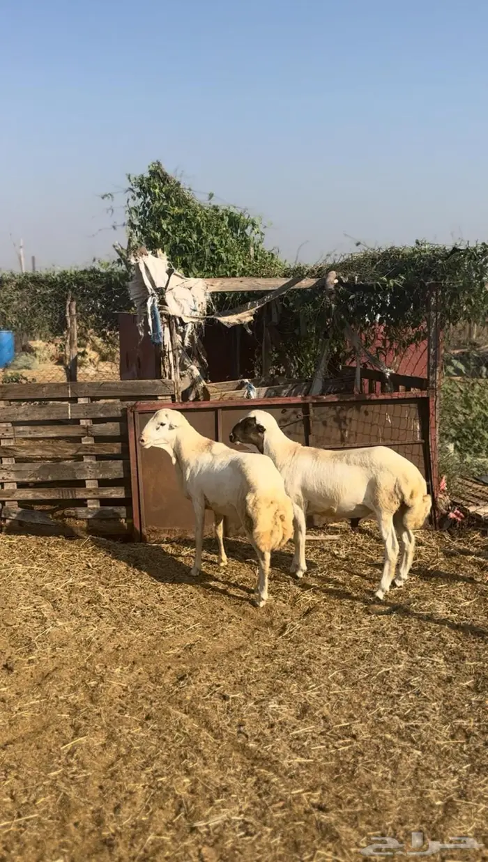 مشاريع فحولة 0