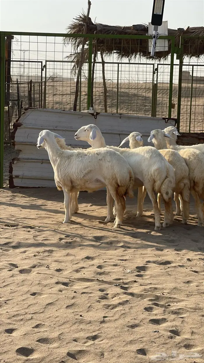 تم البيع رخال مقاني طيبات 8