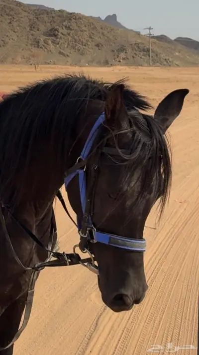 خيل شعبي ادهم index