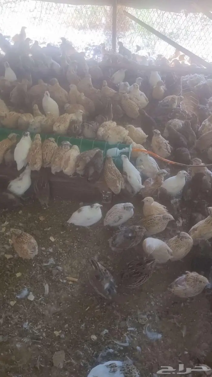 سمان ( فري ) 2