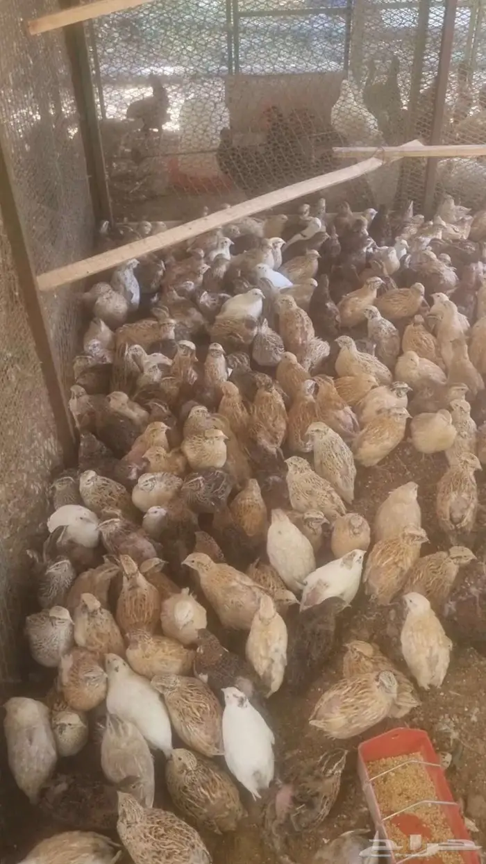 سمان ( فري ) 4