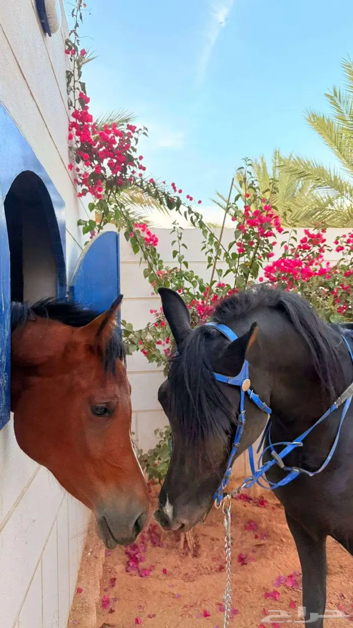 للبيع فحل أدهم شعبي 1