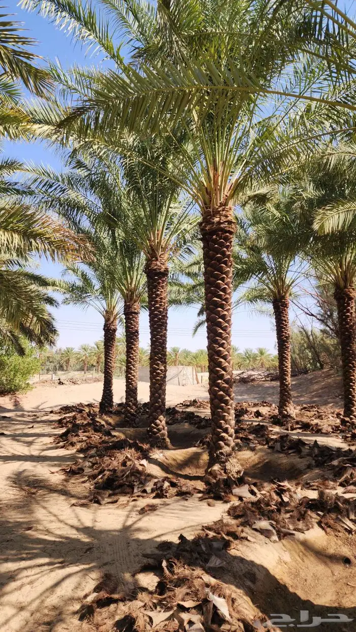 نخل للبيع 2