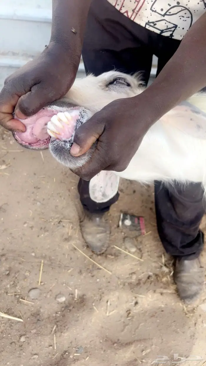 نعجه عيسيه السن مسوي 0