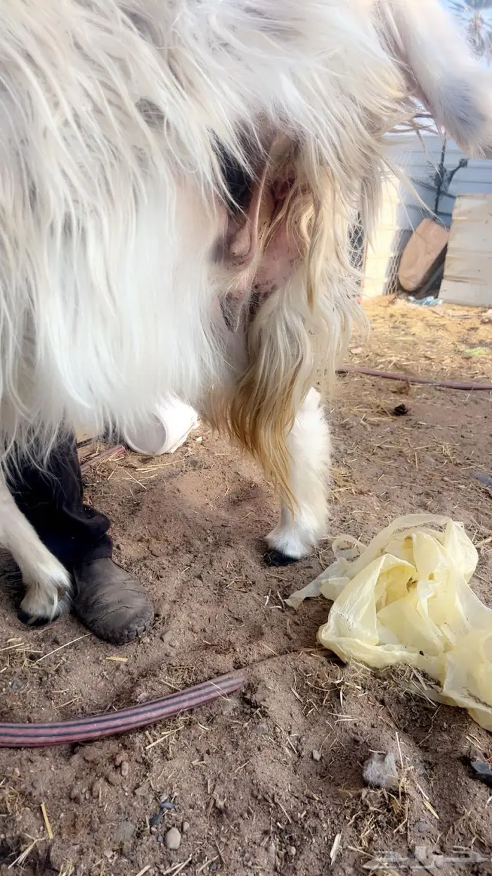 نعجه عيسيه السن مسوي 1