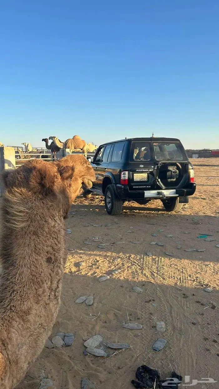 جيب سفاري موديل الفين 0