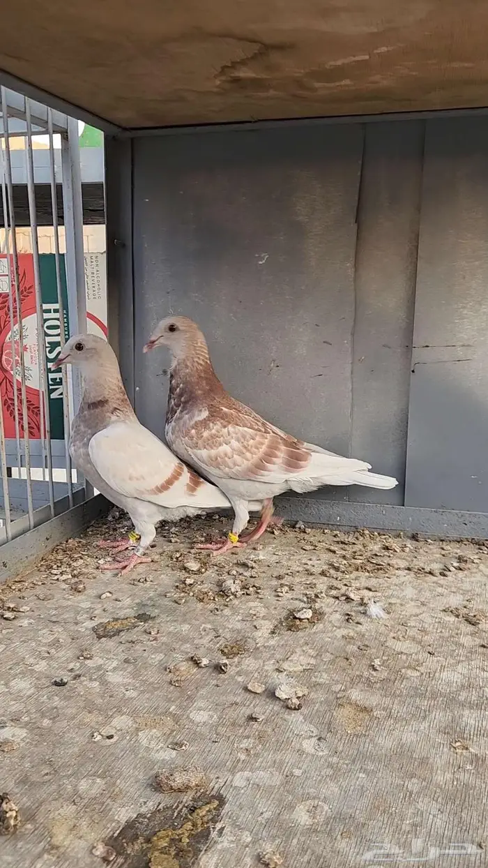 طبة جانسن بيور بشهايد 1