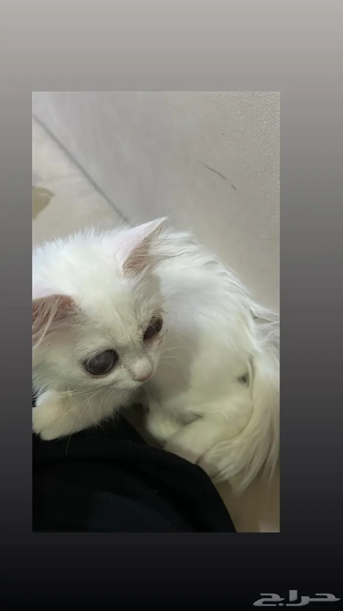 تبني قطة انثى صغيرة بيضاء 0