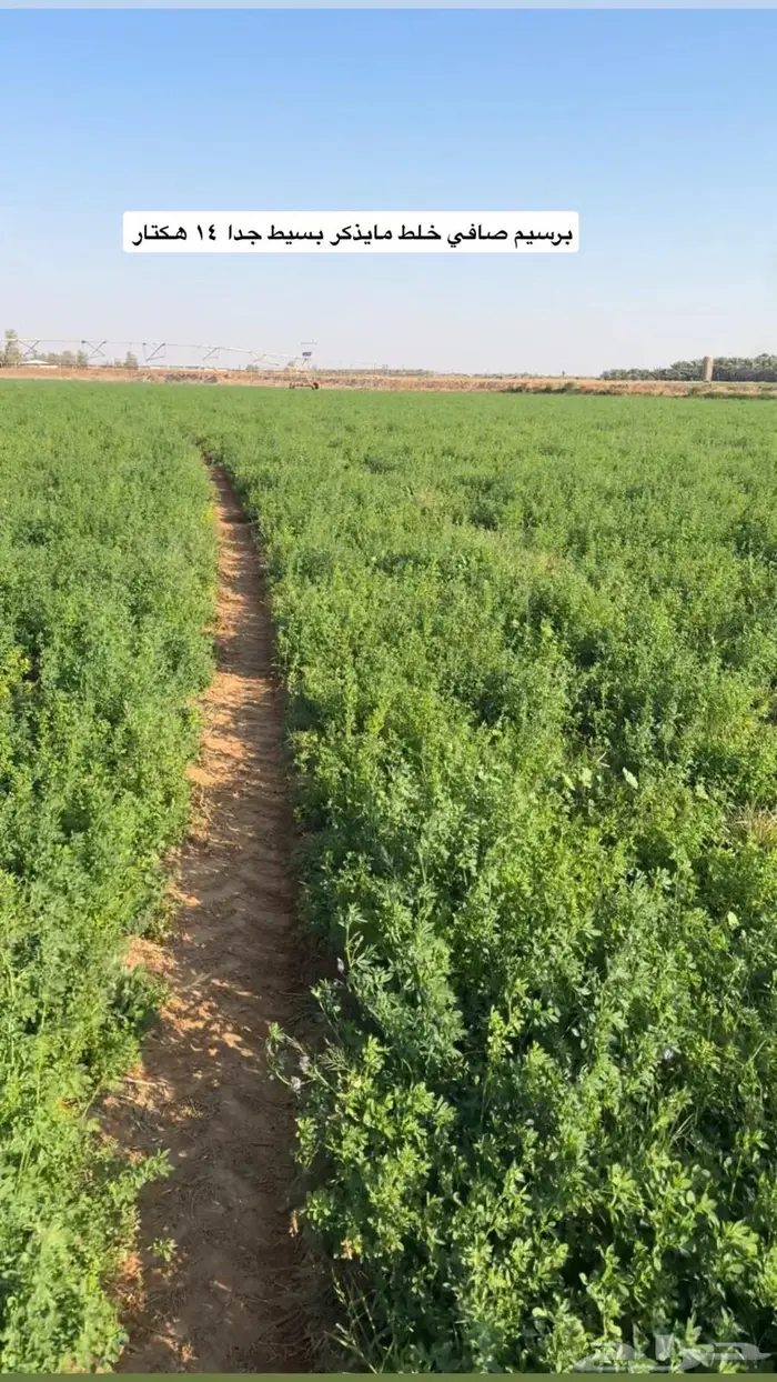 برسيم بيع قصة جاهزه 0