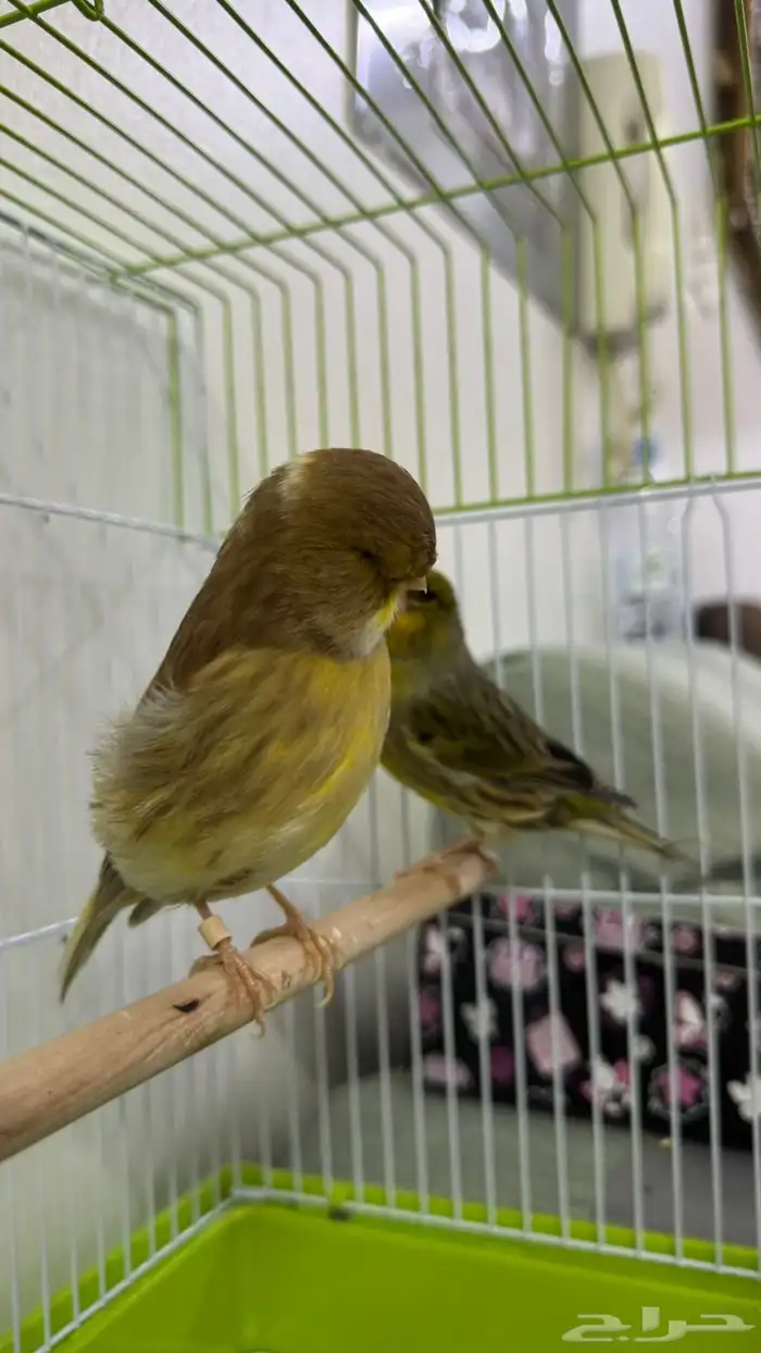 زوج كناري جولستر 0