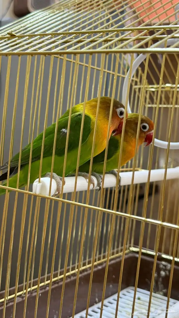 طيور فيشر من فصيلة روز جاهزة للتزاوج استاند مرتب 2