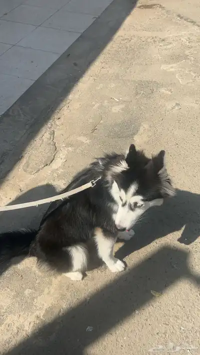 كلب هاسكي للبيع index