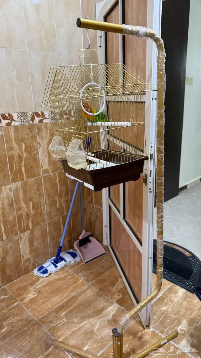 طيور فيشر من فصيلة روز جاهزة للتزاوج استاند مرتب 1