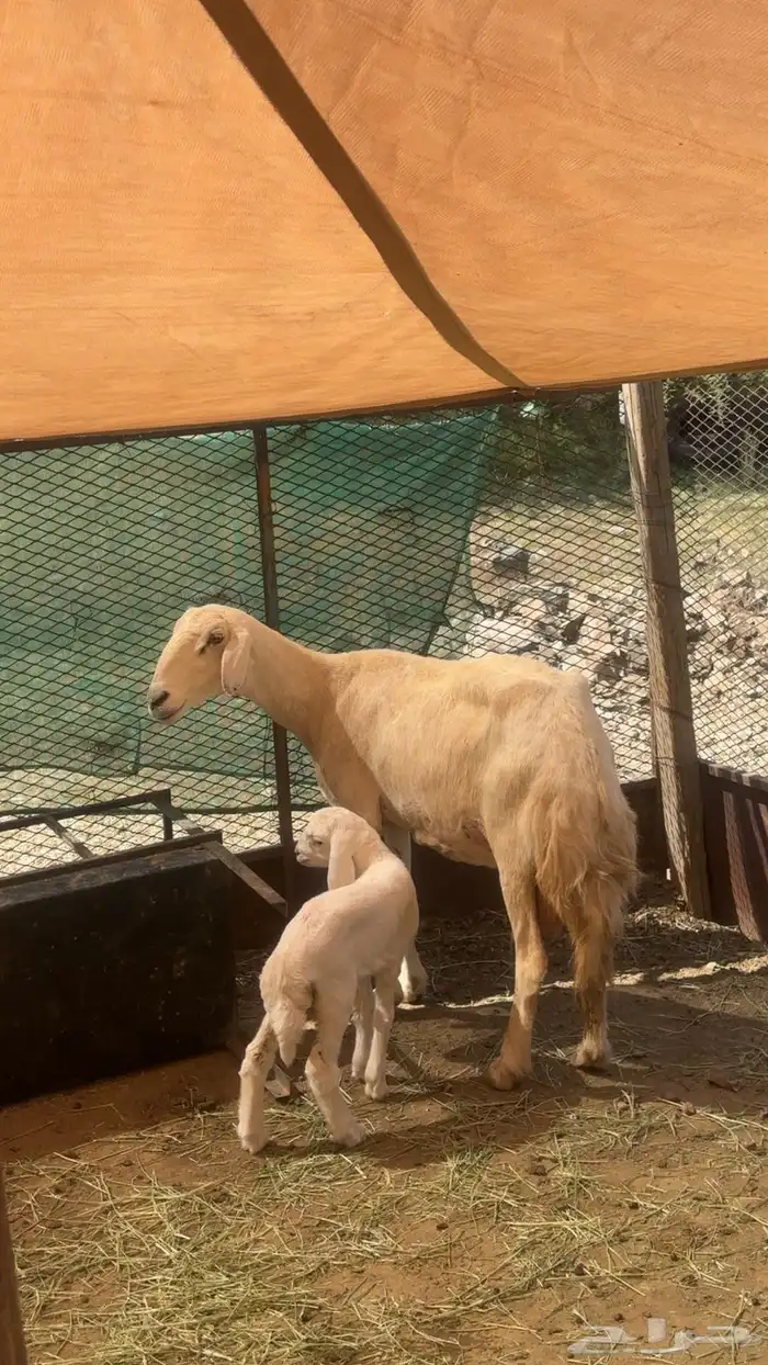 صان مقاني صنف للبيع 22