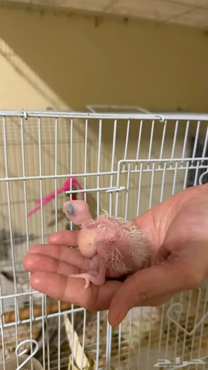 للبيع فرخ بغبغان كروان هواندي 0