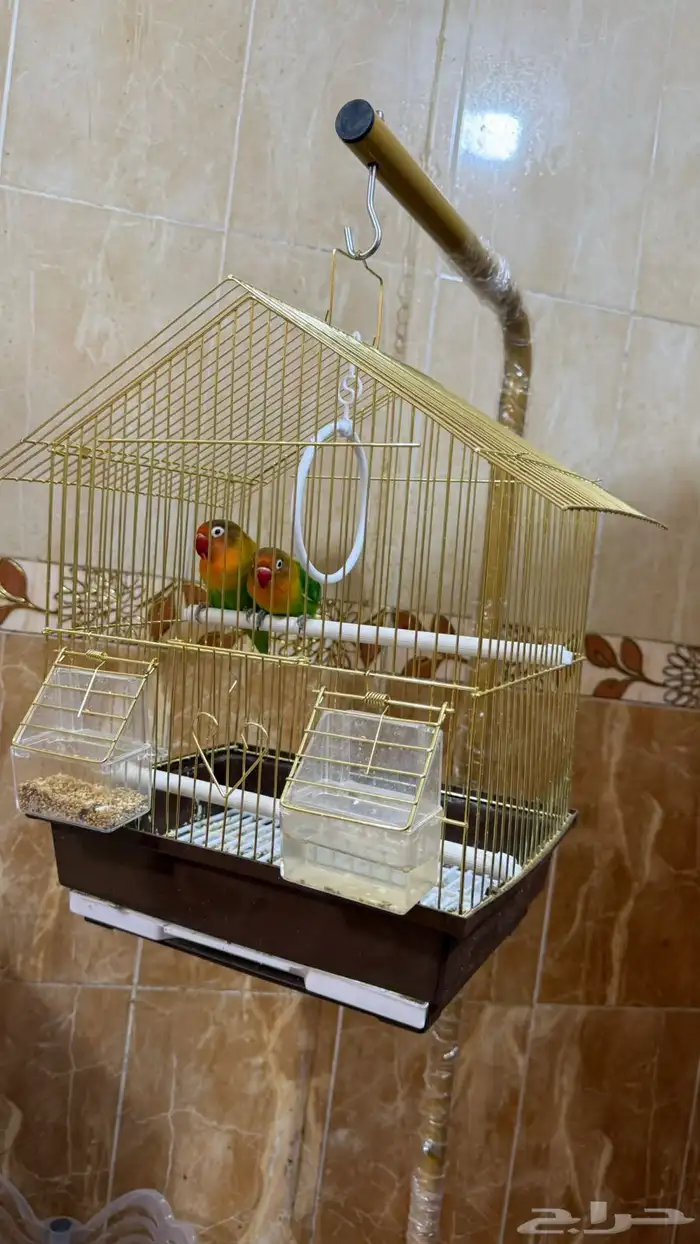 طيور فيشر من فصيلة روز جاهزة للتزاوج استاند مرتب 0