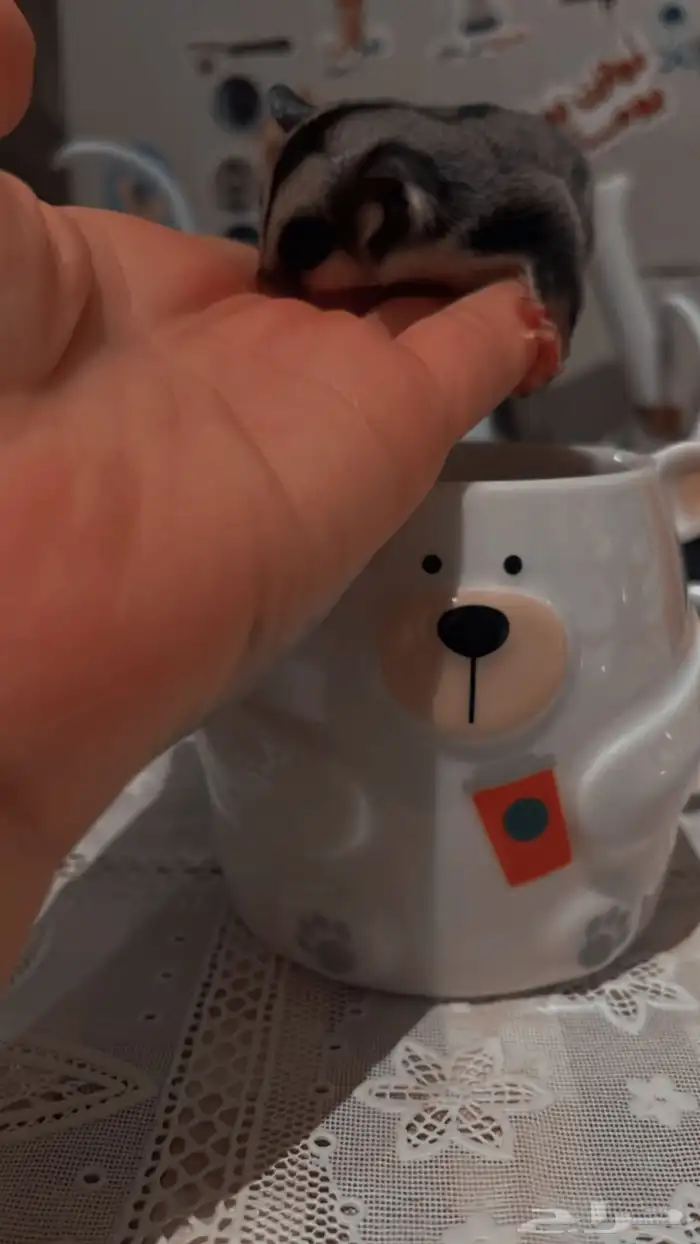 ذكر السنجاب الطائر 1