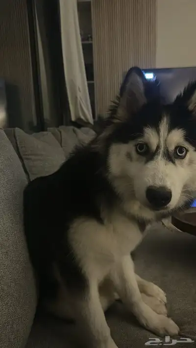 كلب هاسكي للبيع index