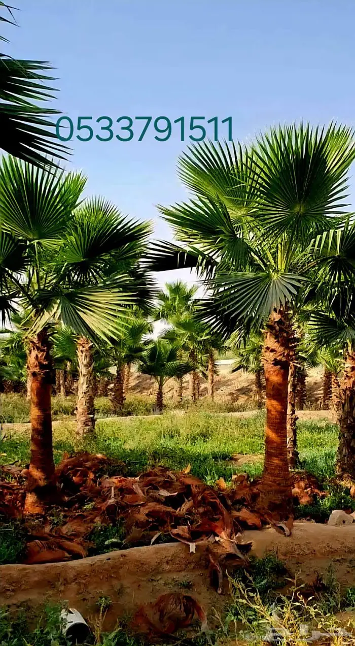 نخل واشنطني 6