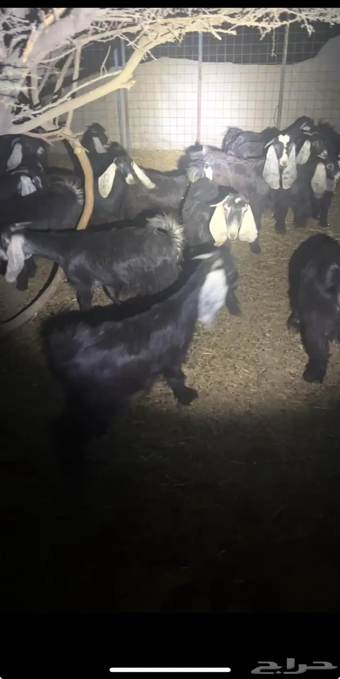 للبيع جفار عوارض إعمارها 7 شهور 0