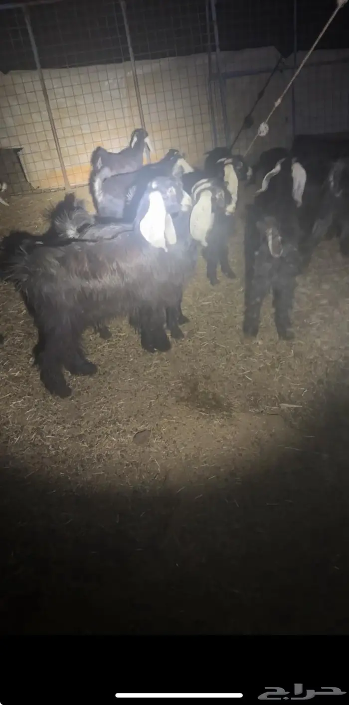 للبيع جفار عوارض إعمارها 7 شهور 1