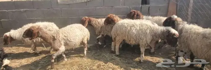 11 راس نعيم مضاريع 1