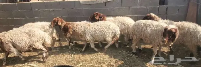 11 راس نعيم مضاريع 3