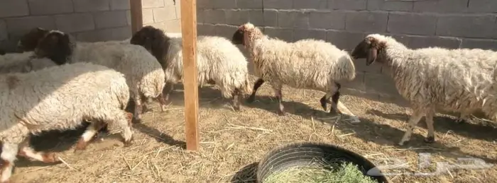 11 راس نعيم مضاريع 5