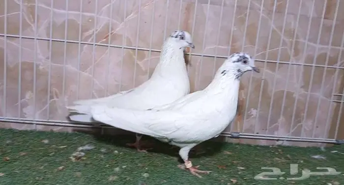 جوزين قطايف نمش 3