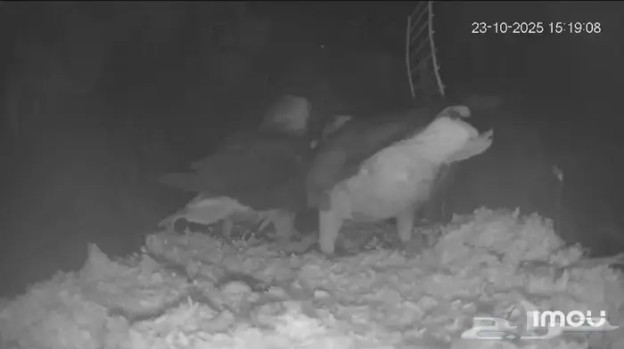 جوز كاسكو منتج 3