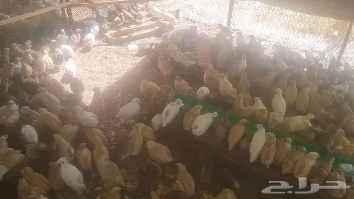 سمان ( فري ) 1