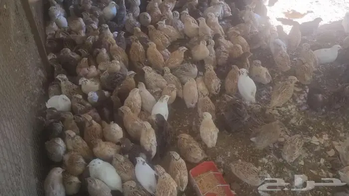 سمان ( فري ) 3