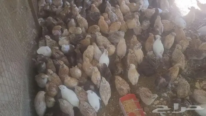 سمان ( فري ) 5