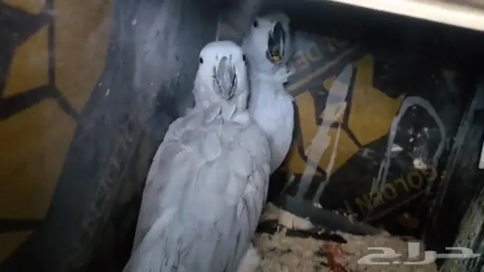 جوز كاسكو منتج 2