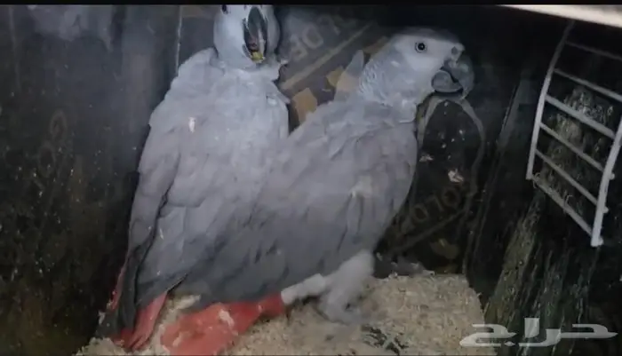 جوز كاسكو منتج 0