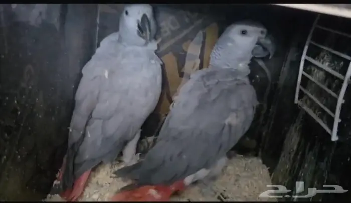 جوز كاسكو منتج 1