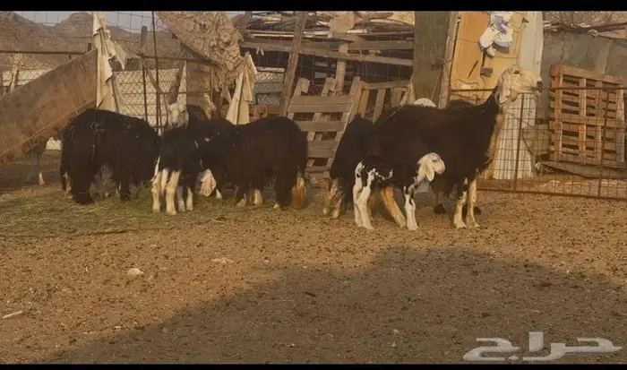 نعاج نجد مولدات 0