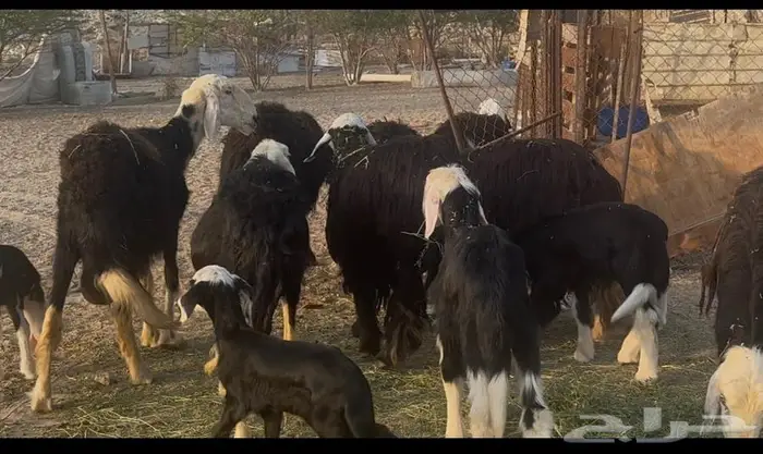 نعاج نجد مولدات 2