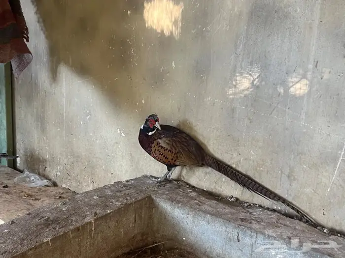 للبيع الفزين البري (فزينت) 0