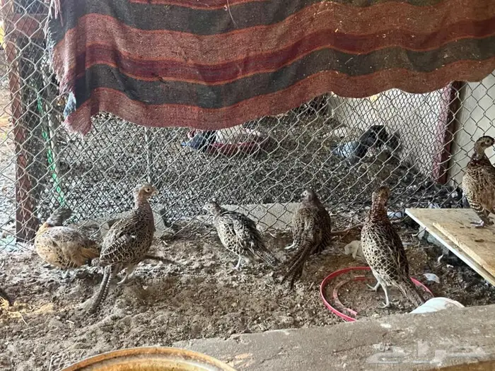 للبيع الفزين البري (فزينت) 2