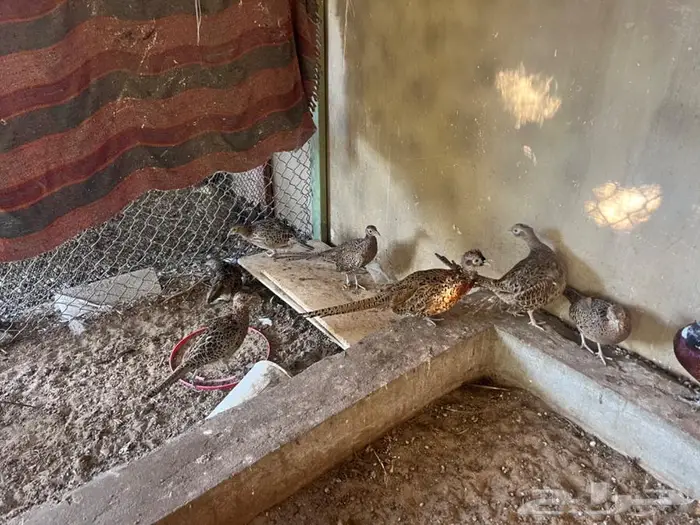 للبيع الفزين البري (فزينت) 6