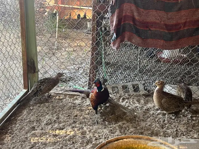 للبيع الفزين البري (فزينت) 7