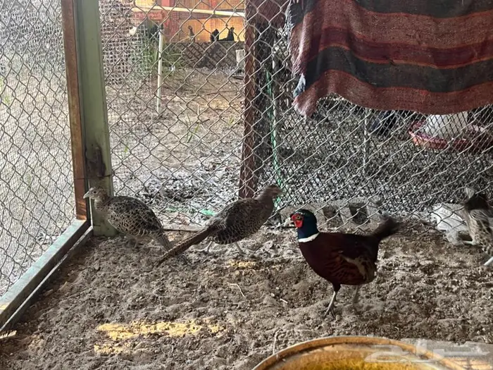 للبيع الفزين البري (فزينت) 5