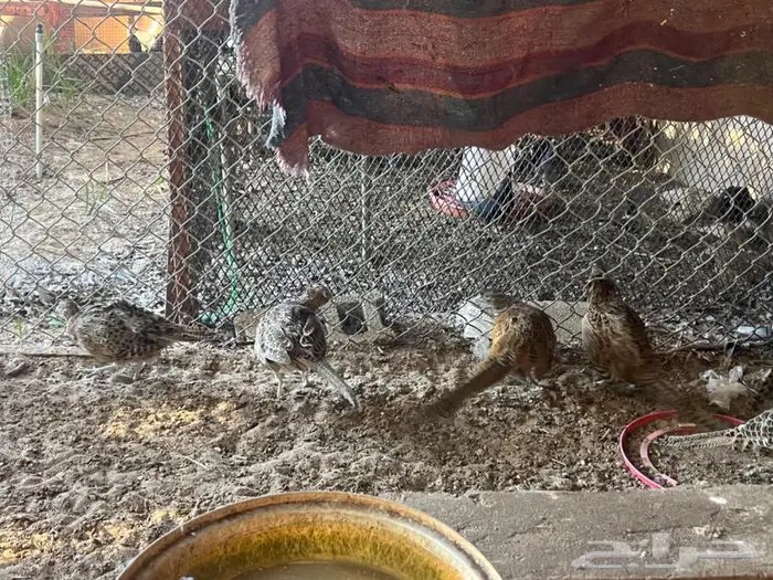 للبيع الفزين البري (فزينت) 8